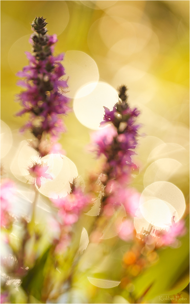 Sommer