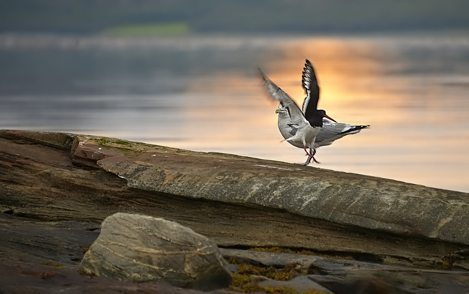 Cat-Bird-Walk