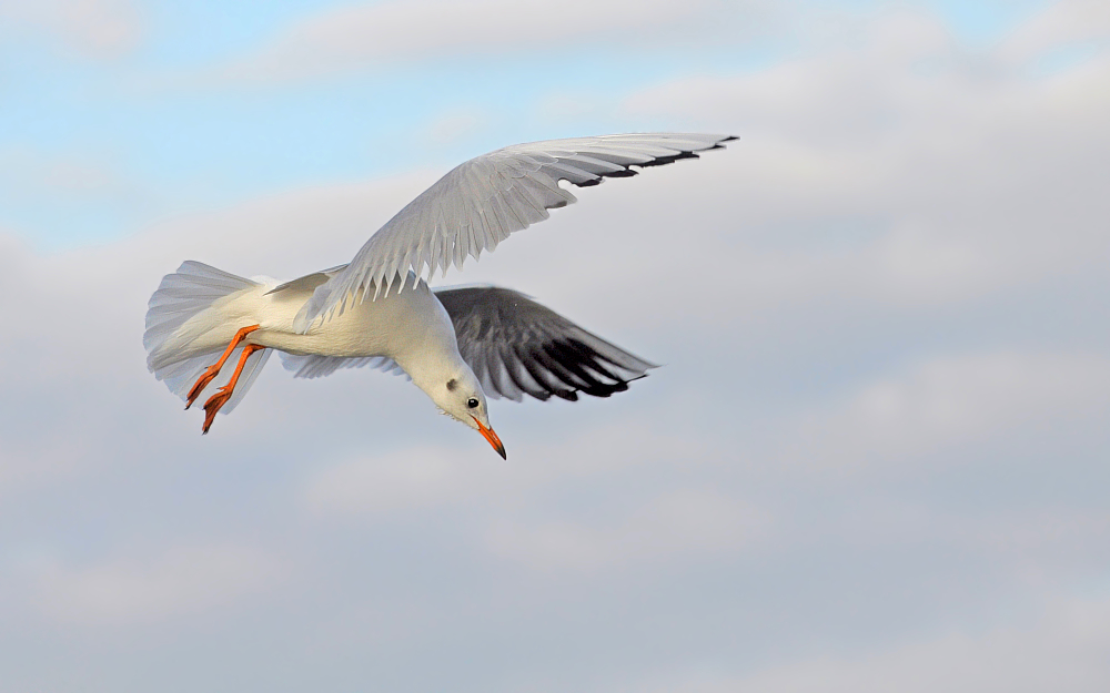 Suchflug