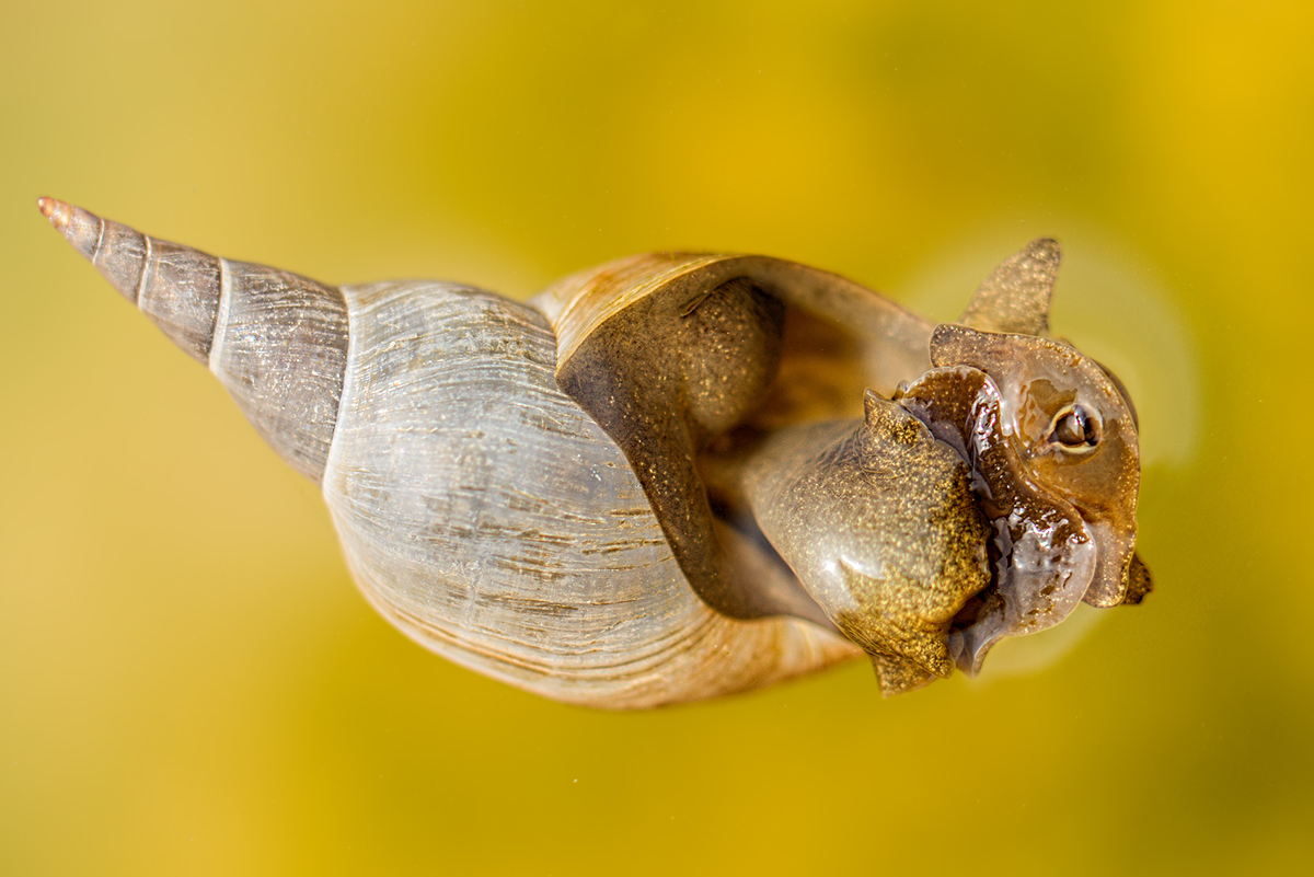 Spitzschlammschnecke