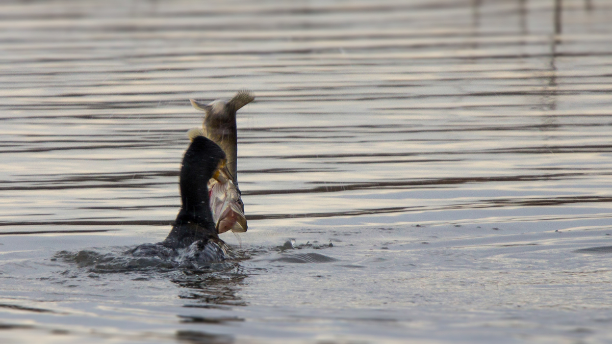 Kormoran fängt Hecht