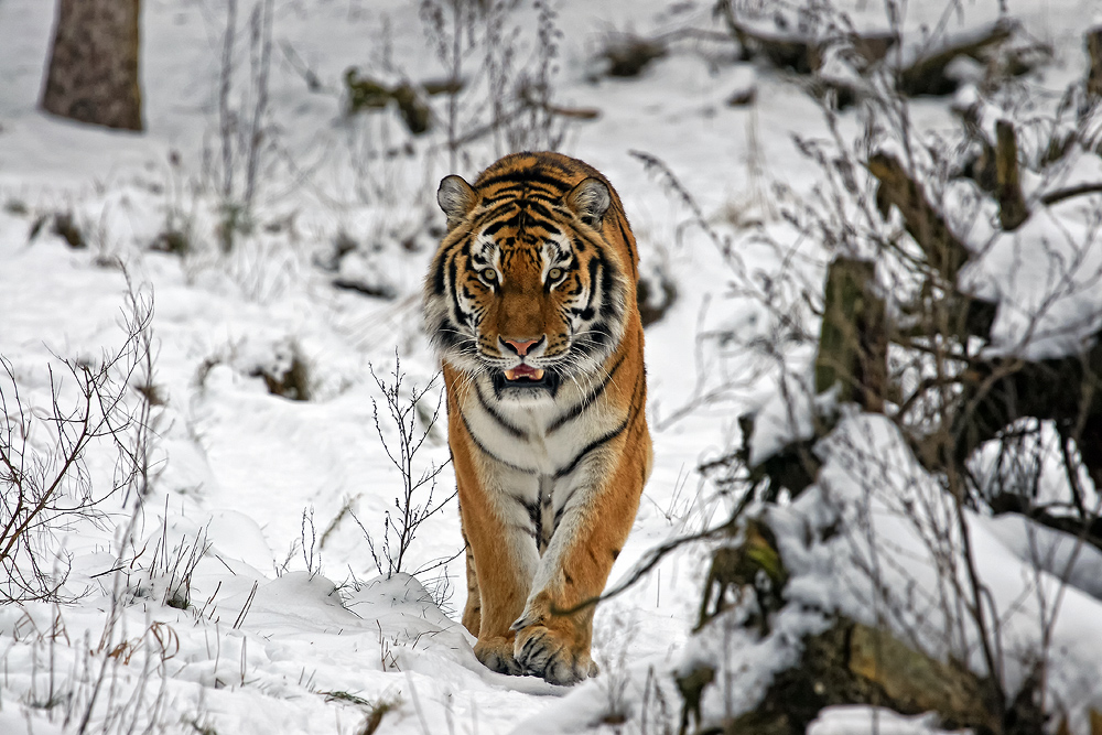 Amurtiger