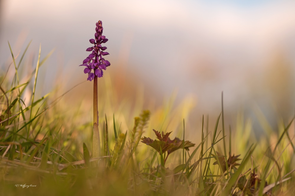 Stattliches Knabenkraut (Orchis mascula)