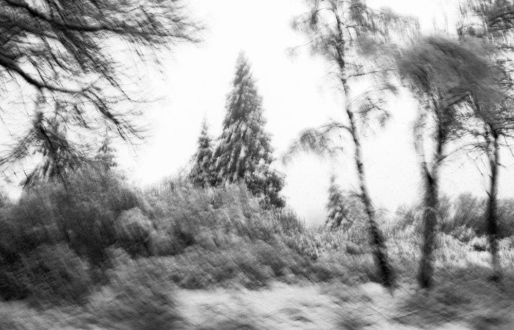 Tannenbaum in Freiheit.