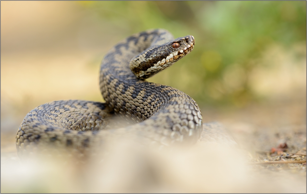 VIPERA BERUS