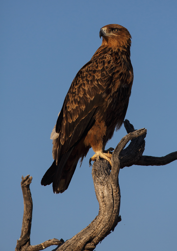 Raubadler/ Savannenadler/ Tawny Eagle