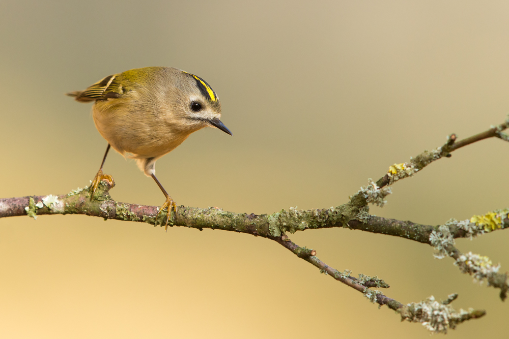 Wintergoldhähnchen