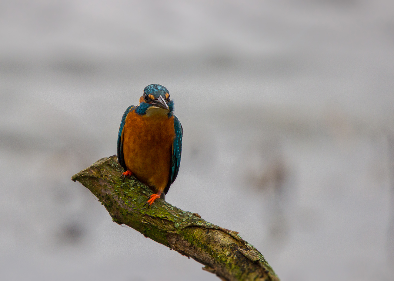 Eisvogel