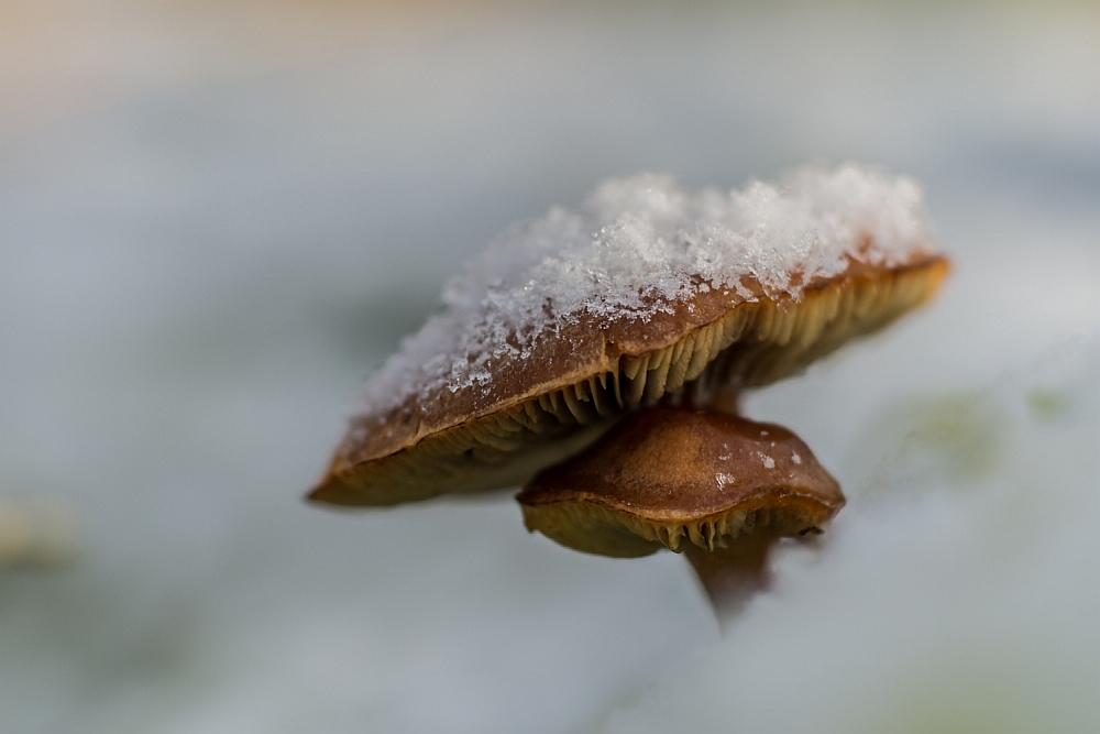 Pilz im Schnee