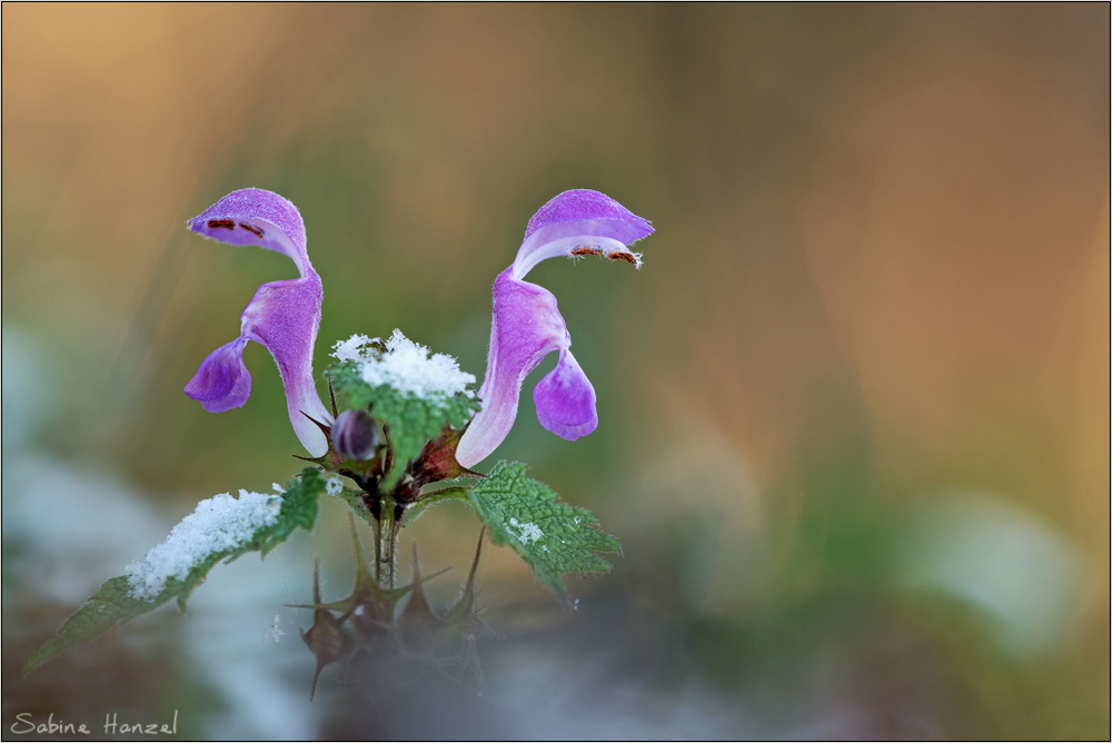 ~ Dezemberblüte ~