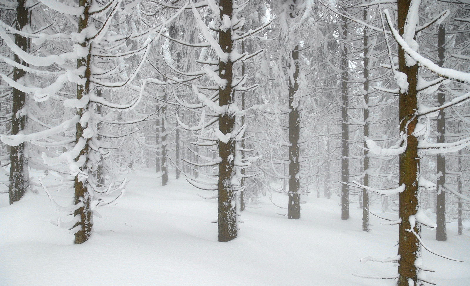 Winterwald