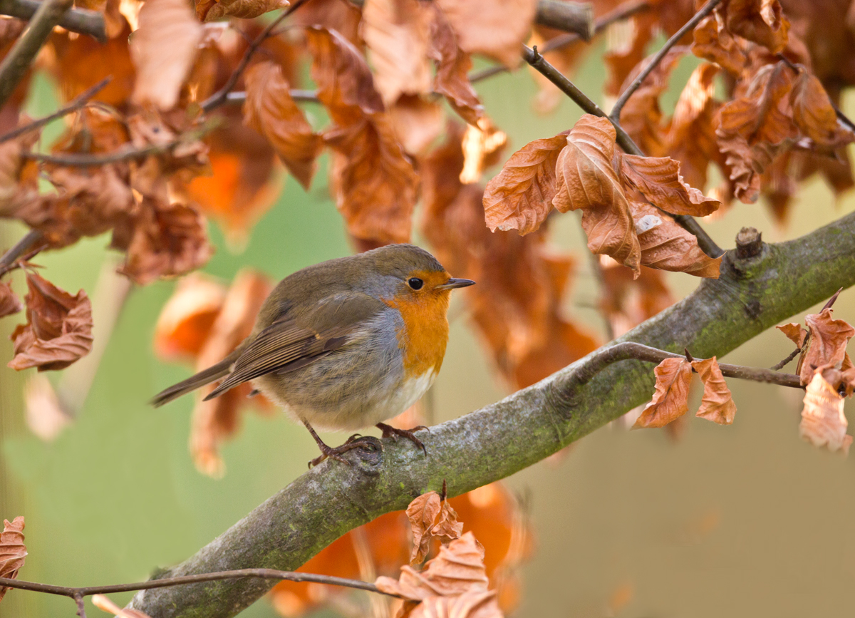 Noch ein bisschen heutiges Herbstlaub...