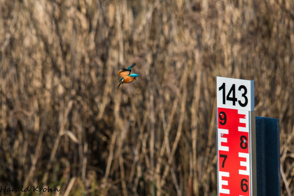 Eisvogel (Alcedo Atthis)