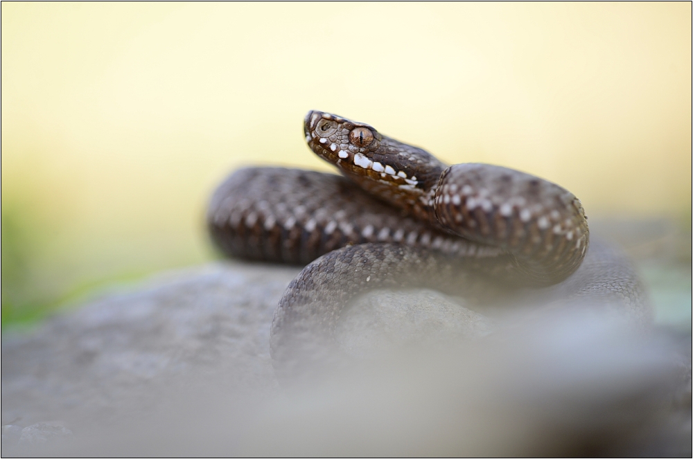 Vipera Berus