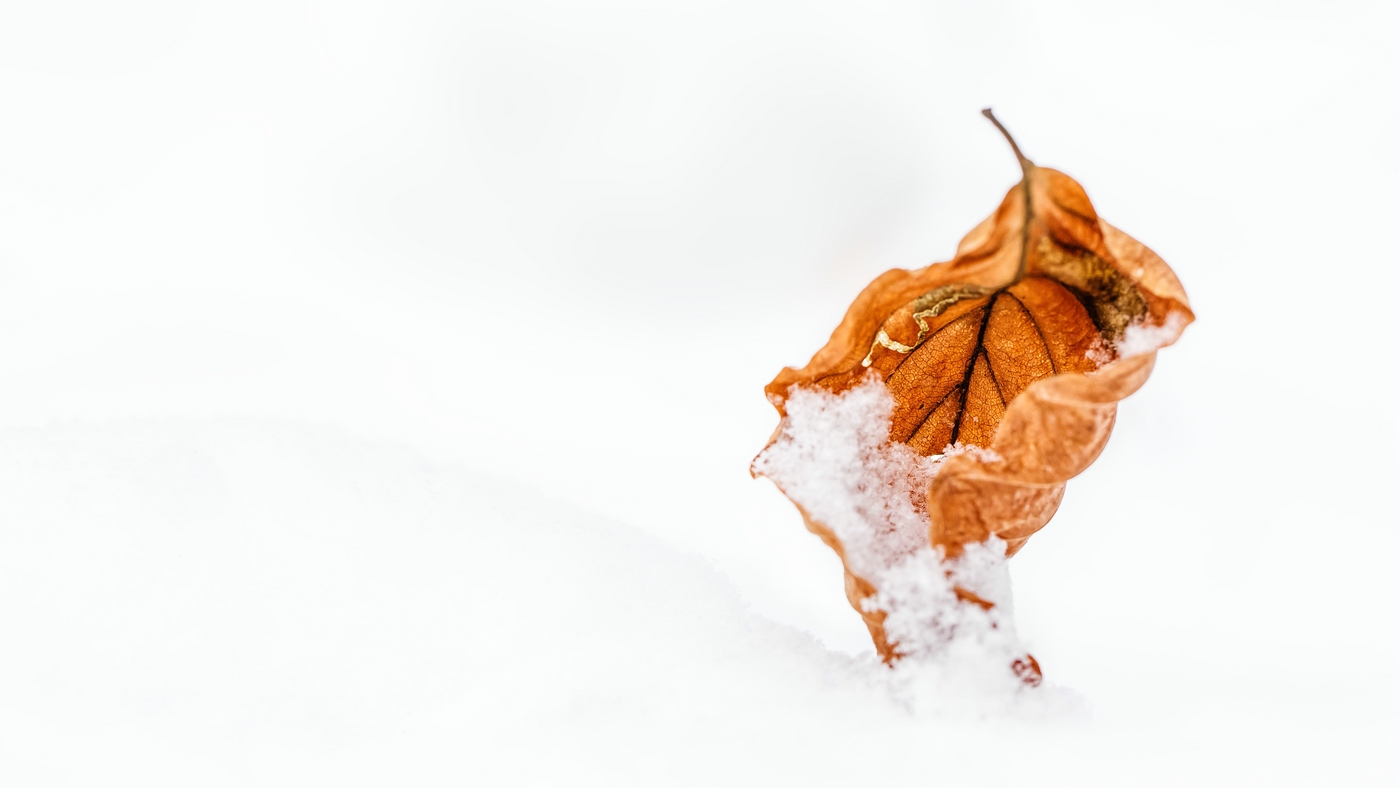 im Schnee