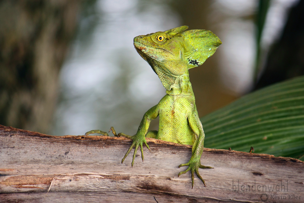 Stirnlappenbasilisk