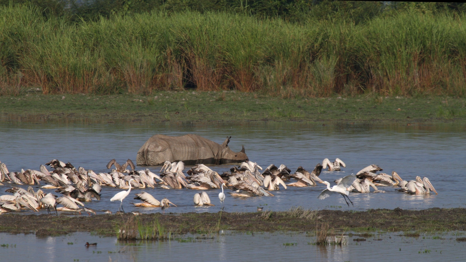 Panzernashorn - Kaziranga N.P. - Assam - Indien