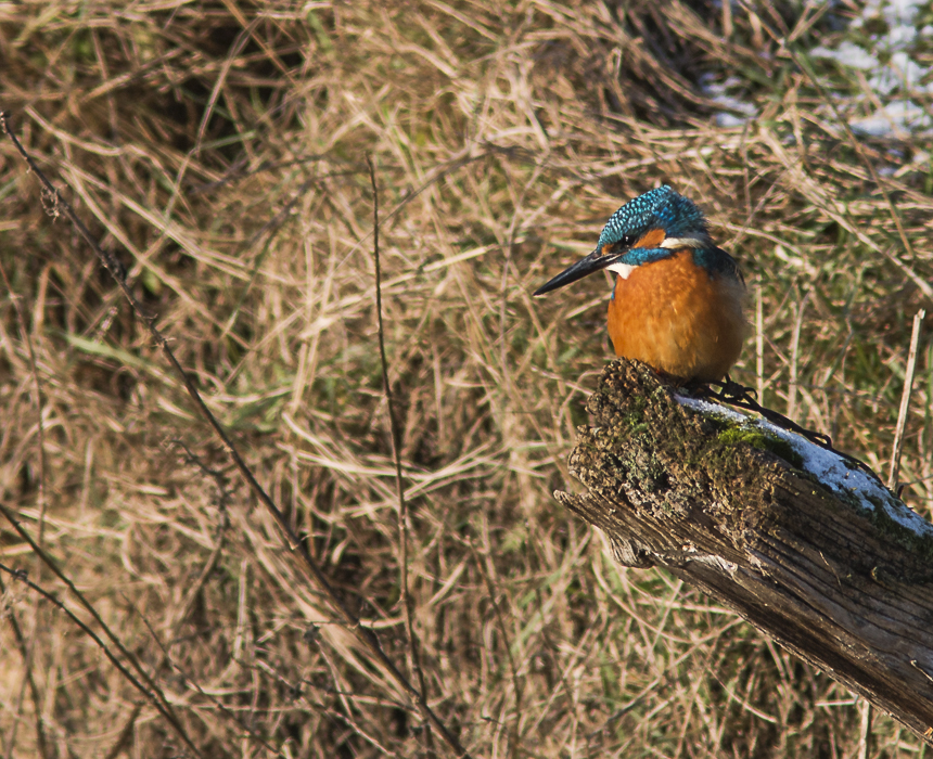 Eisvogel