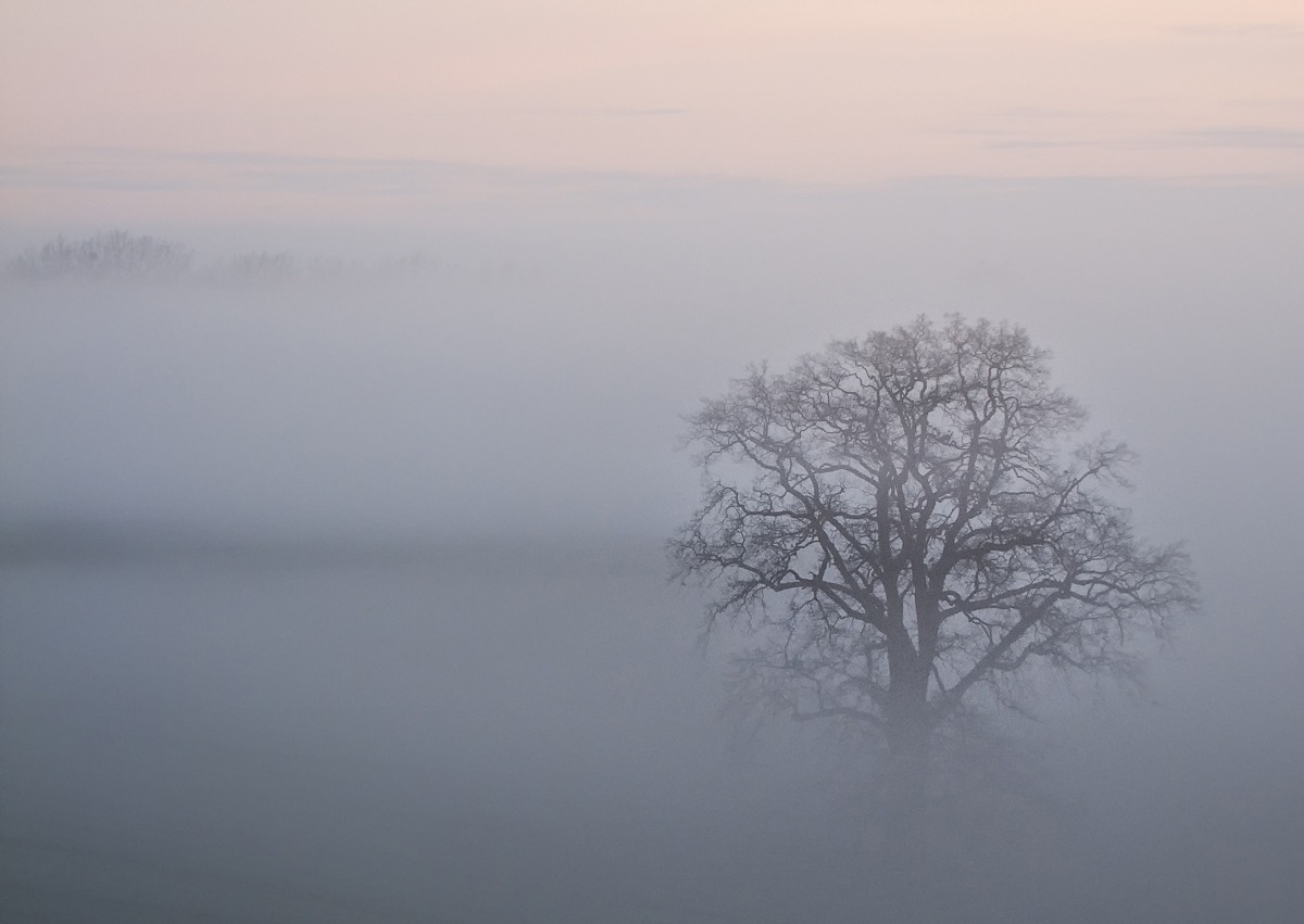 Im Morgennebel