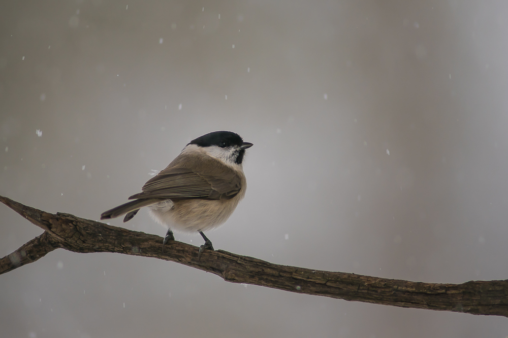 Endlich Schnee.....