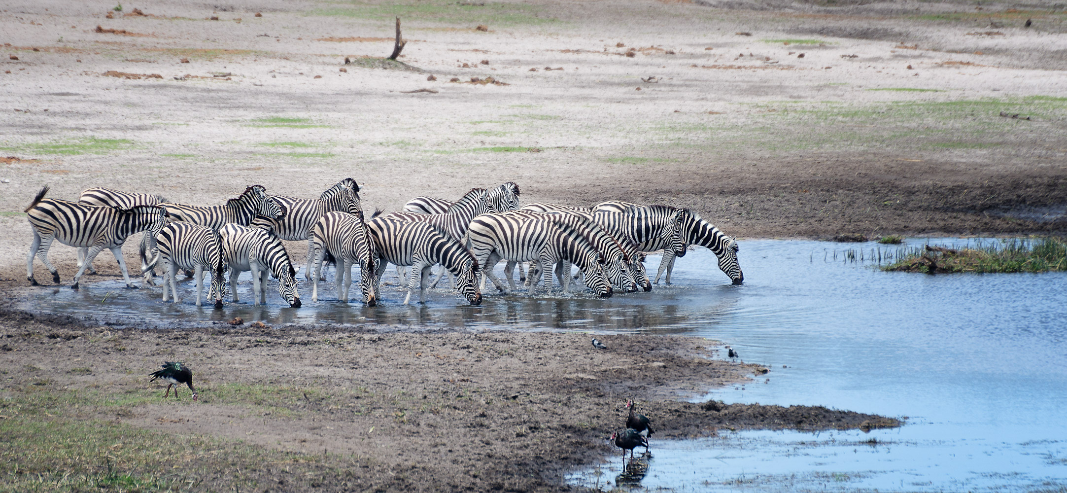Steppenzebras am Boteti River