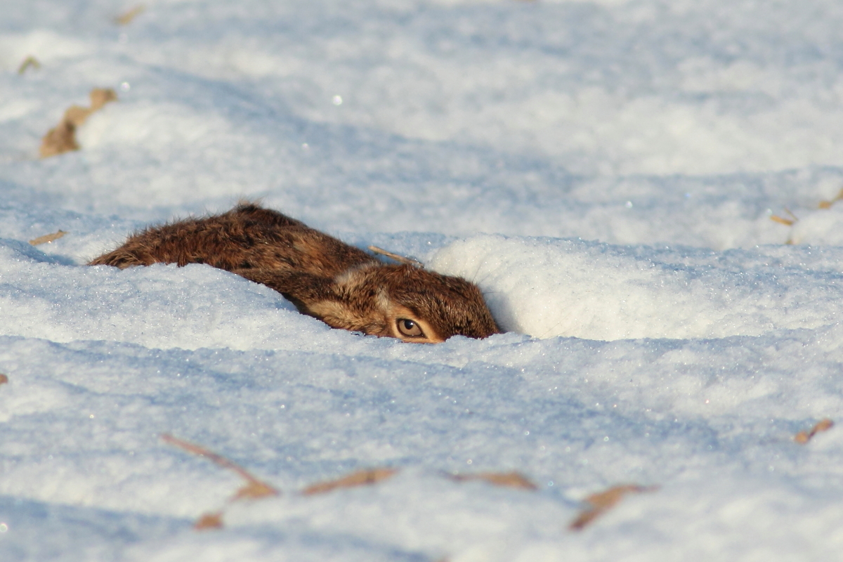 Feldhase im Schnee