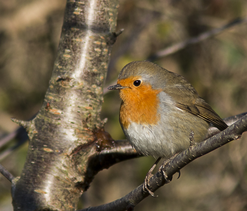 Rotkehlchen  (Erithacus rubecula)