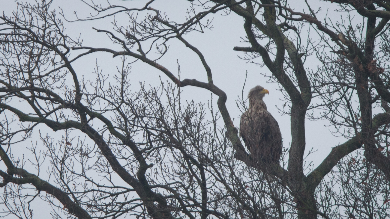 Seeadler