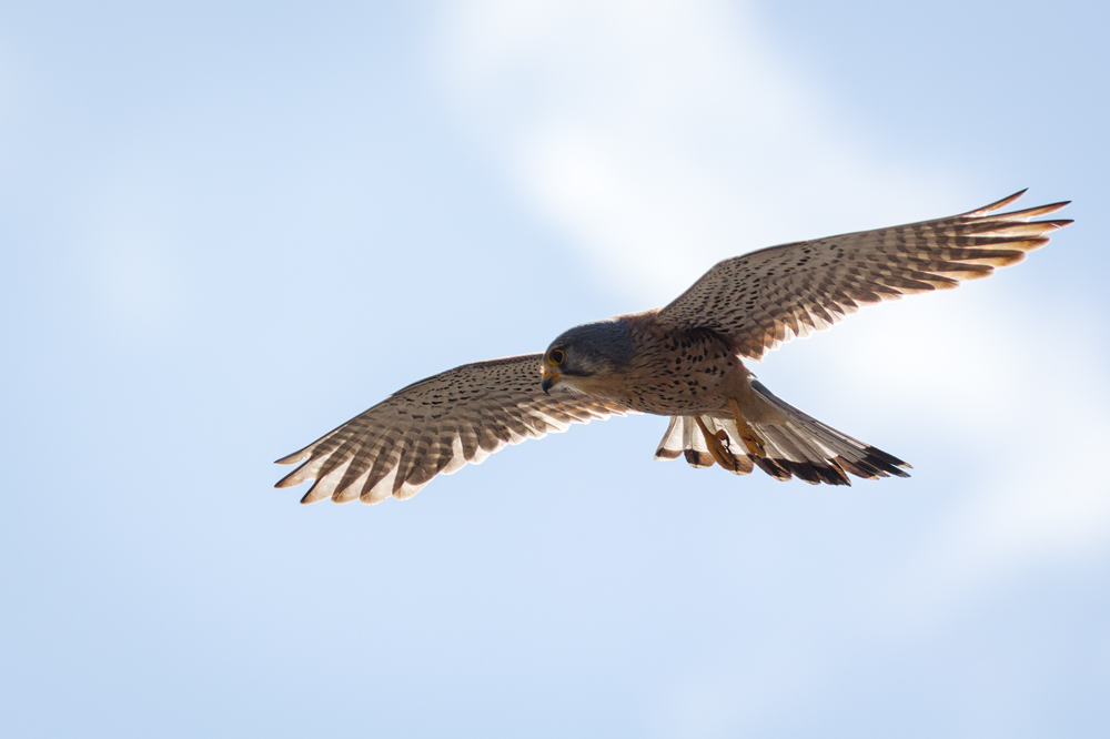 Turmfalke