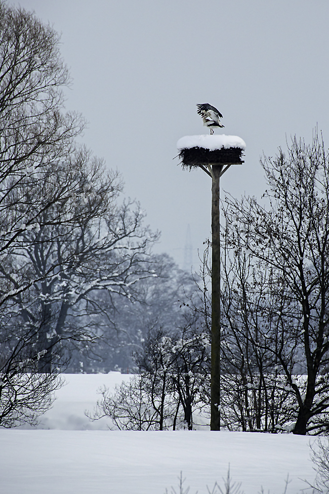 Die wohl grössten Eisvögel
