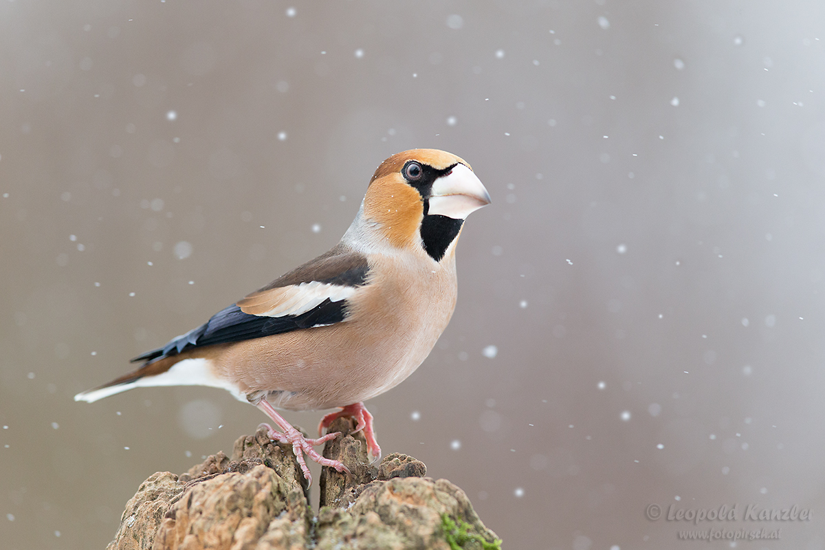 Der Winter hat Einzug gehalten....