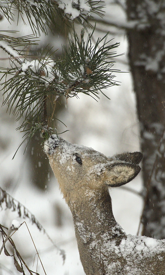 "...Schnee von oben..."