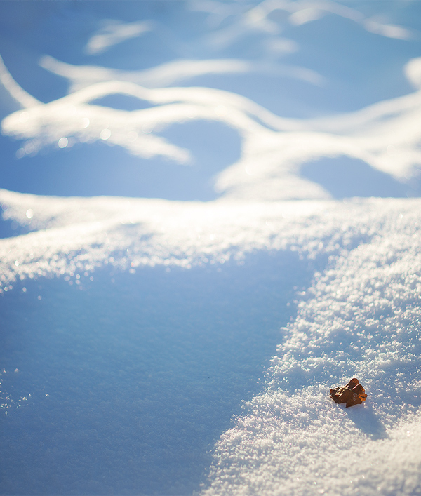 Ein Herbstblatt trotzt dem Winter