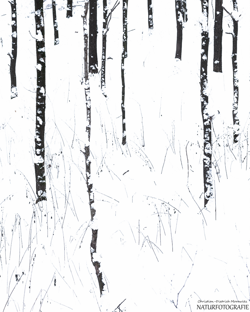 Lines