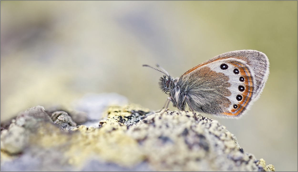 "Alpen-Wiesenvögelchen(Coenonympha gardetta)"