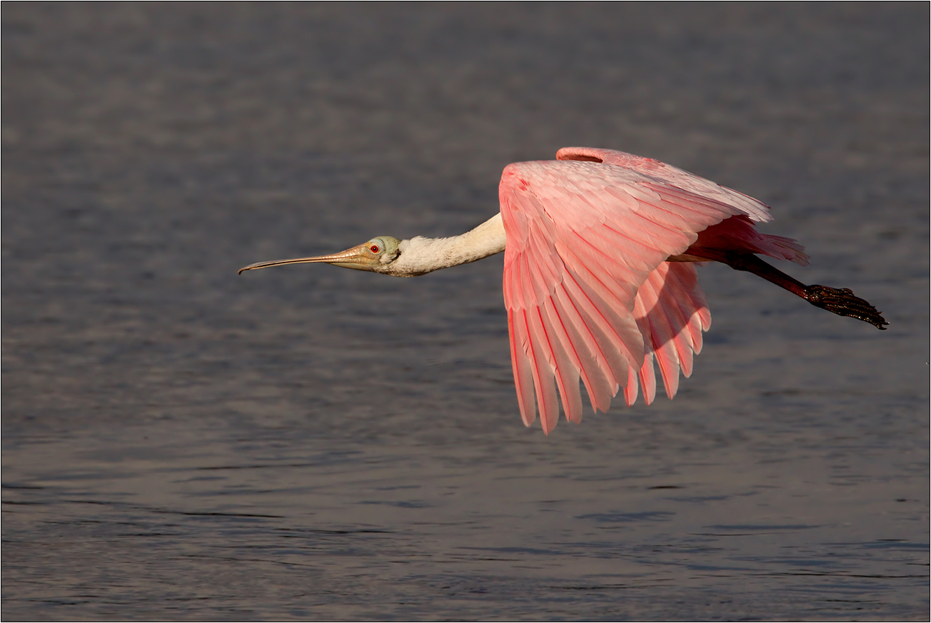 Abendflug