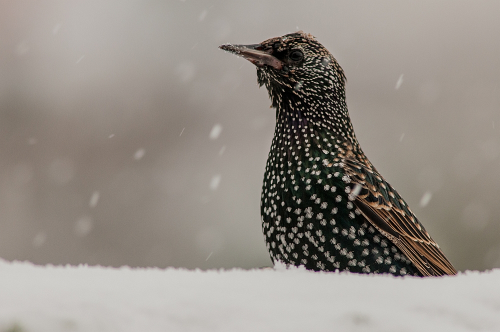 ein STAR im Schnee