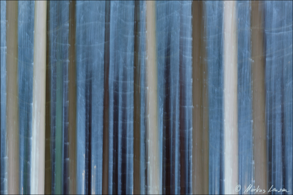 Baumwischer vom Winterwald