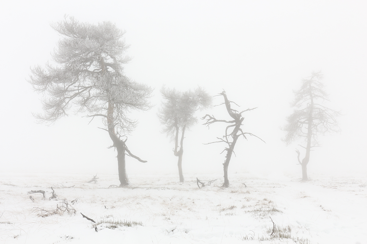 Nebelgeister im Schnee