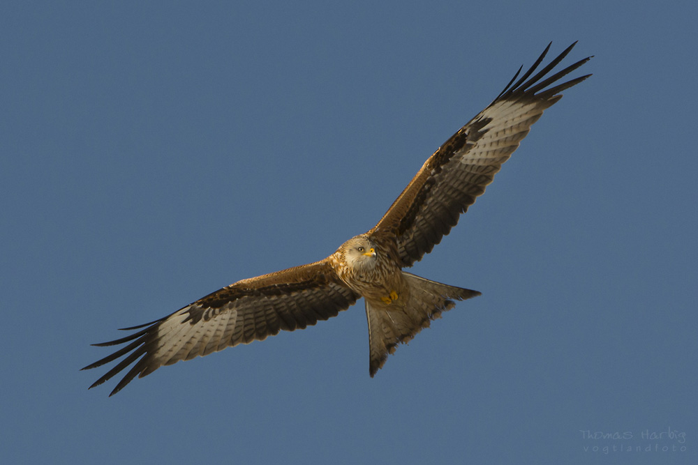 Der rote Adler