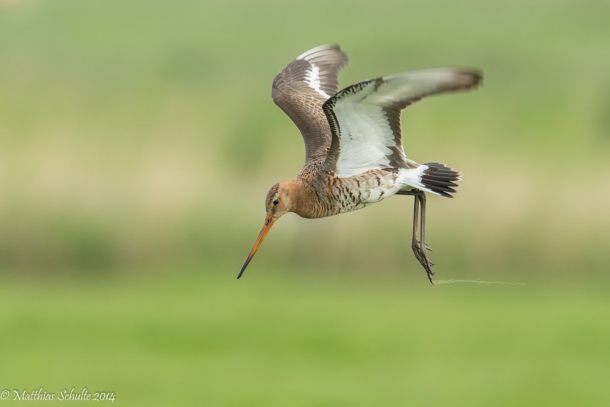 Schnepfenflug