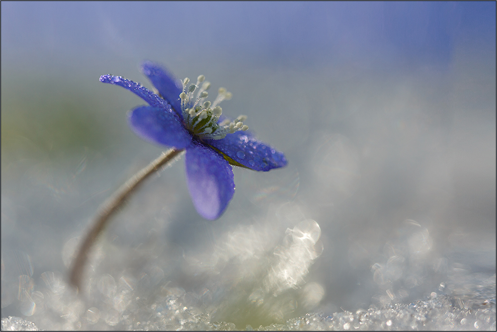 Eisblümchen (Forum für Naturfotografen)