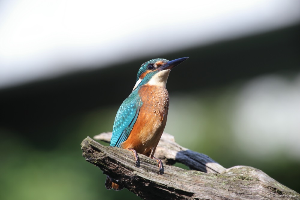 Ein junger Eisvogel
