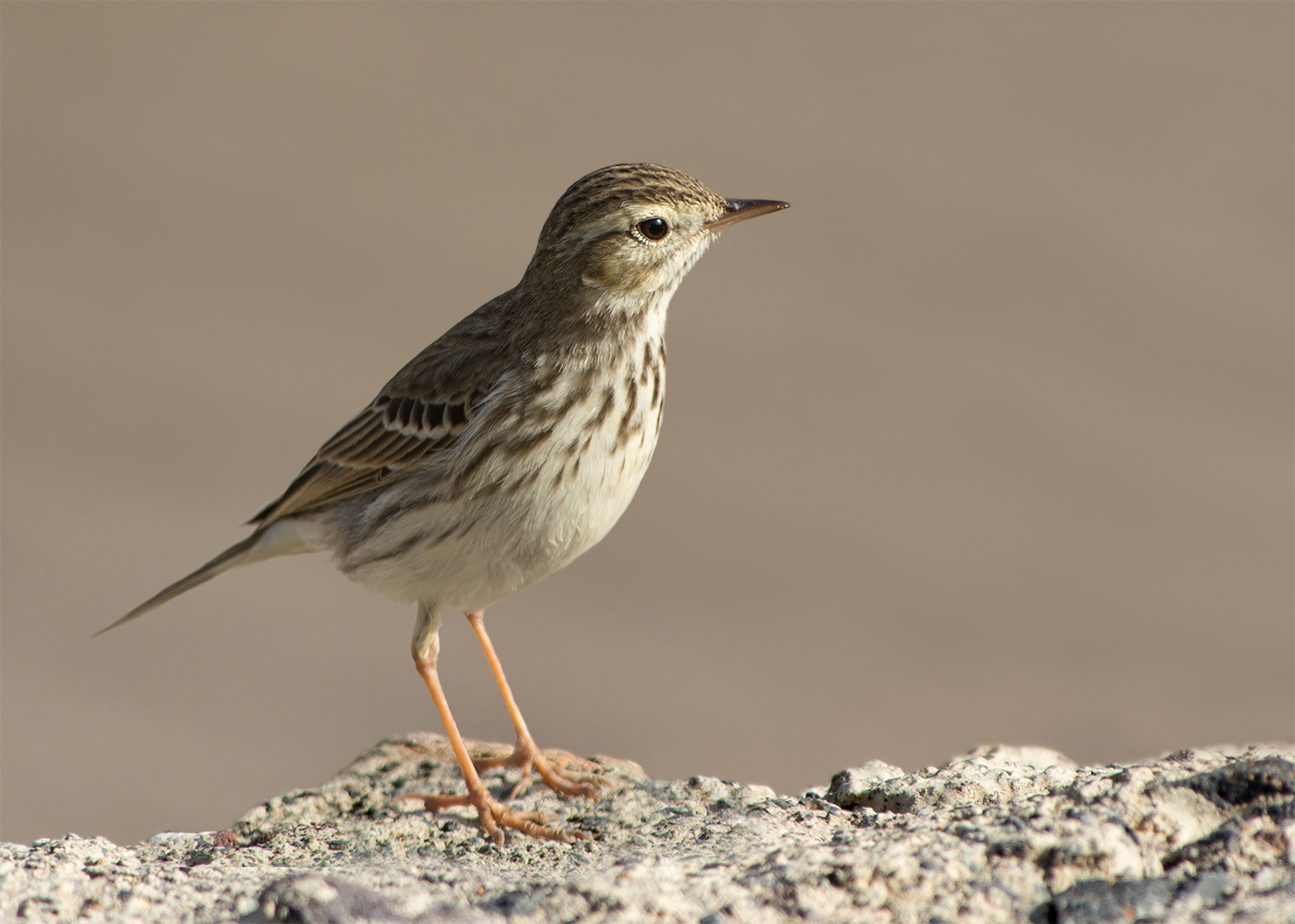 Der Kanarenpieper (Anthus berthelotii). . .