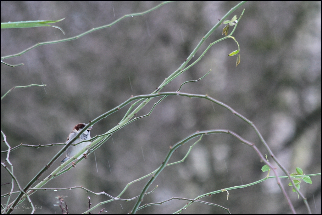 etwas Spatz
