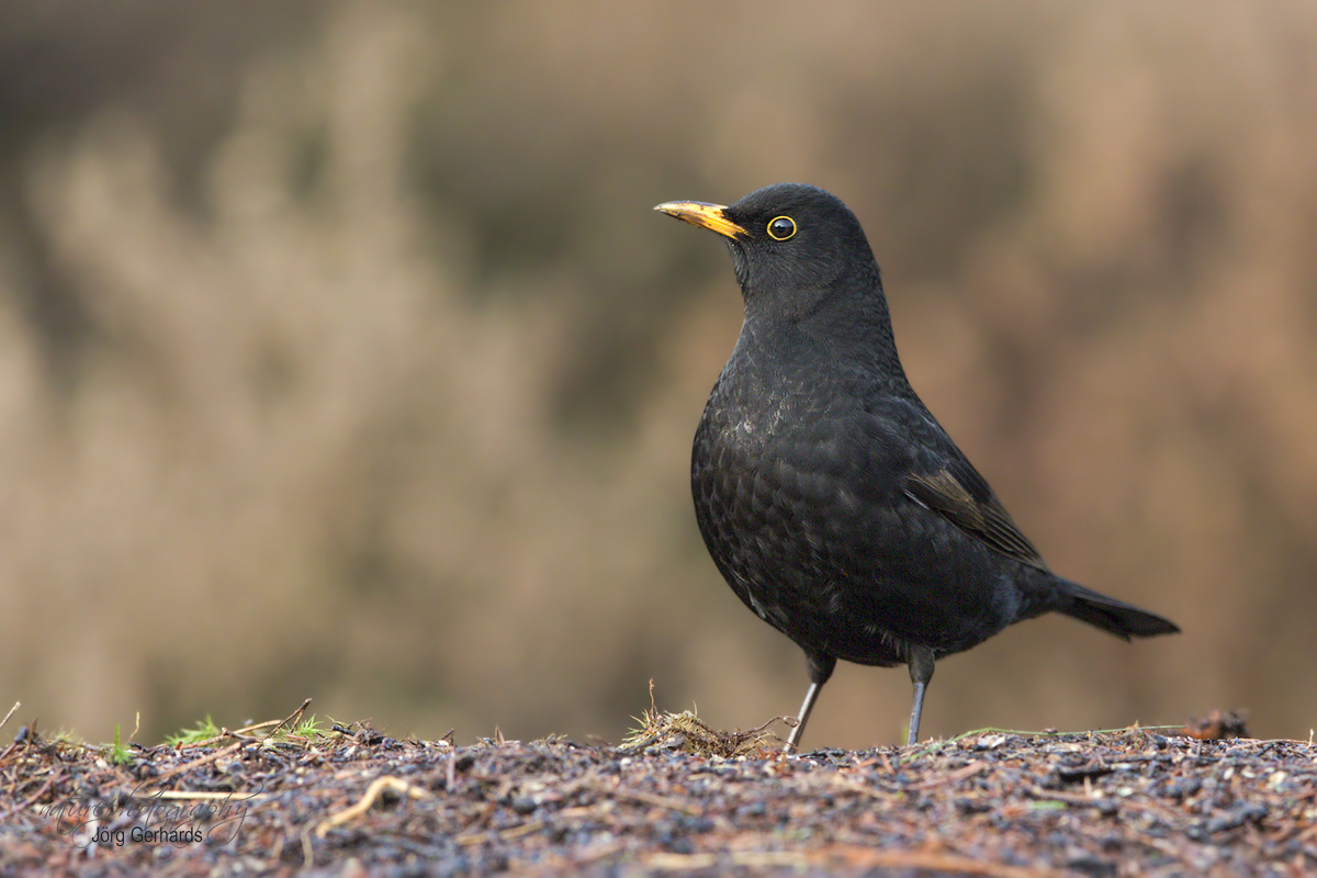 Stolz.... (Forum für Naturfotografen)