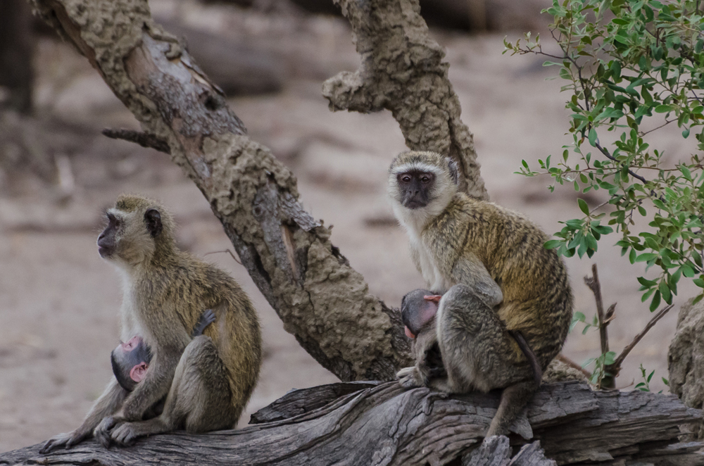 Südliche Grünmeerkatzen im Savuti Game Reserve
