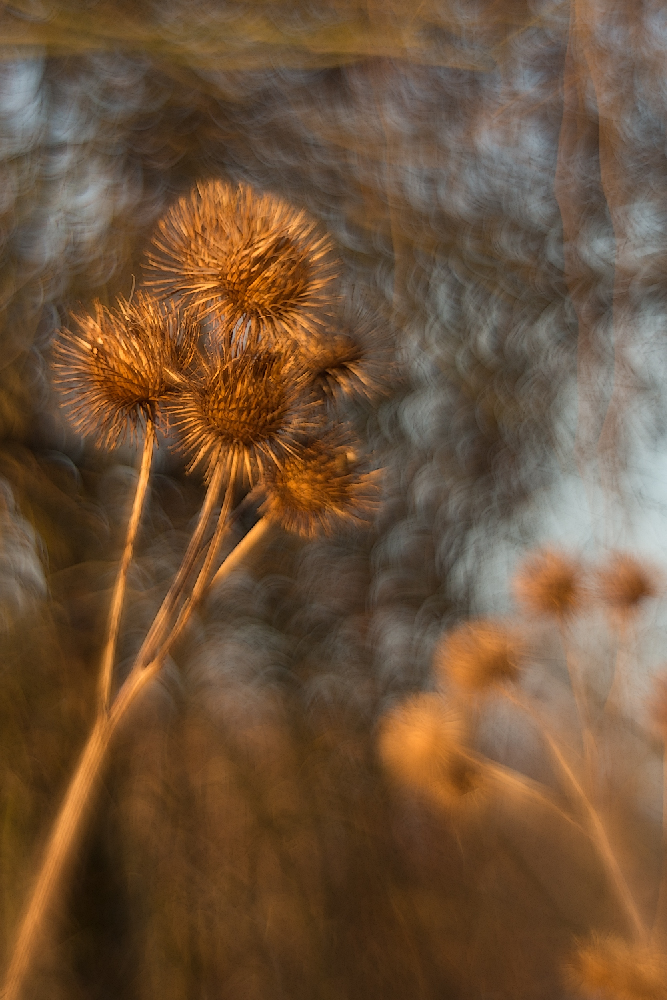 Goldener Winternachmittag