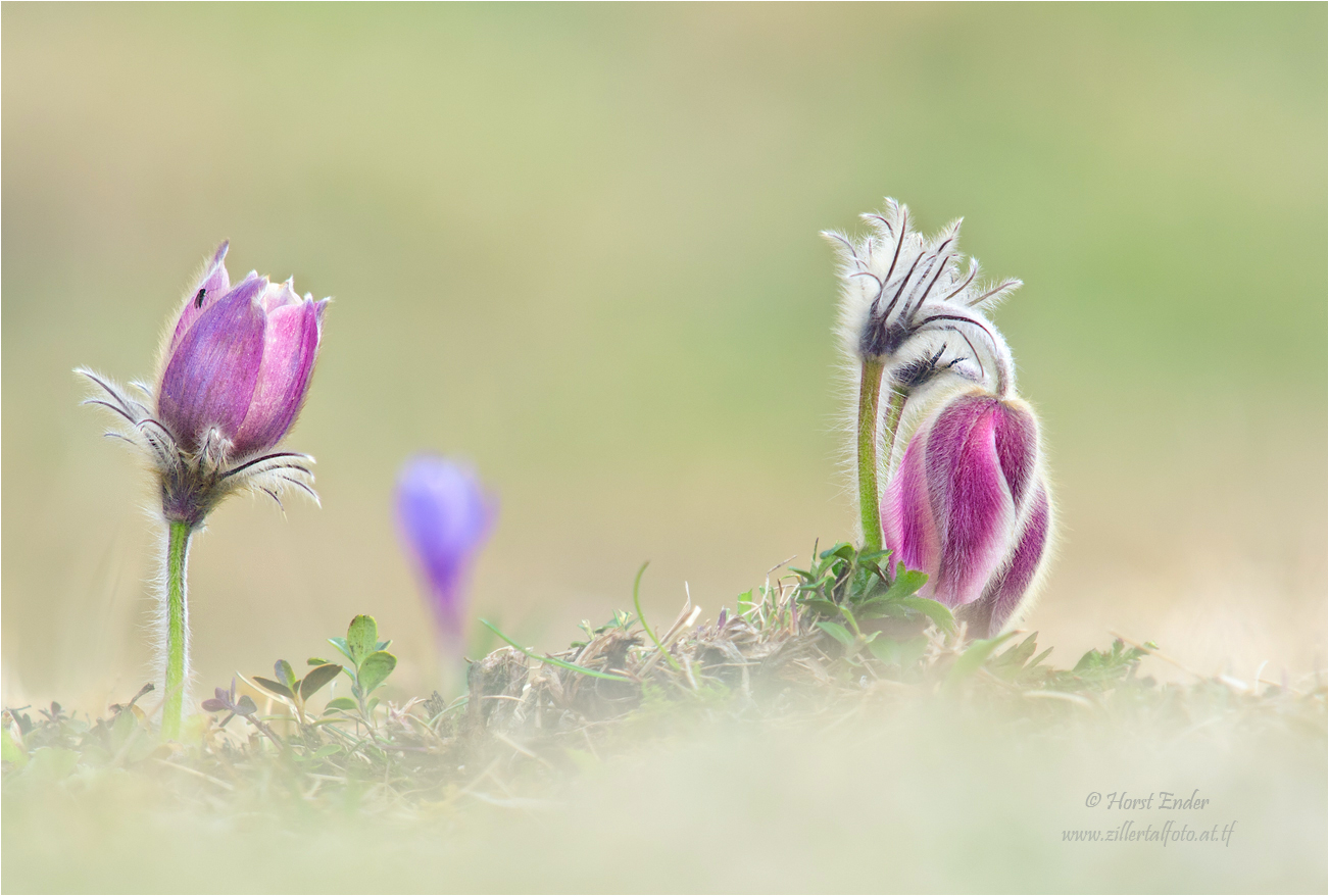 Frühling am Lahnberg