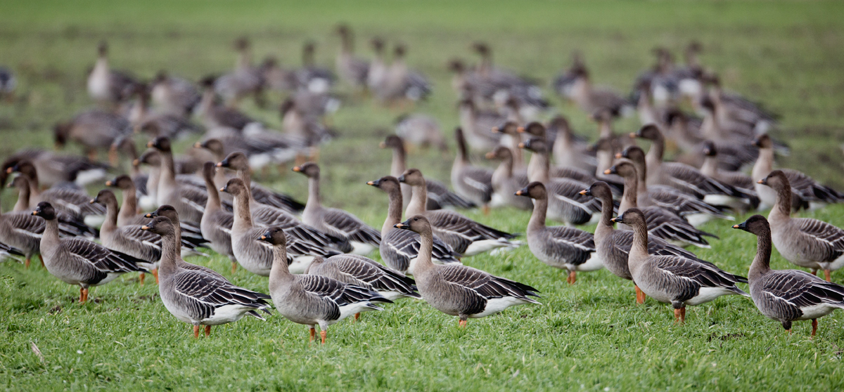 Leider ist es bei größeren Gänse"mengen"...